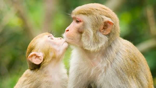 Ӣ������ѧ�ҵ�˹�ɵ�-Ī��˹ָ�������ǿ���Դ�����鳤�ද��Ϊ���Ӿ׽�ʳ�����ʳ��ι�����ӵ���Ϊ�������������׽�ʳ��������Լ����촽ѹס���ӵ��촽����ʳ����