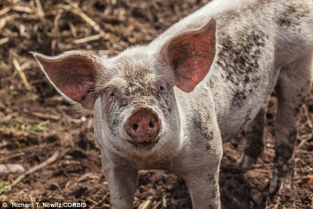 研究发现猪也有感情 能够共享幸福一起度过悲伤