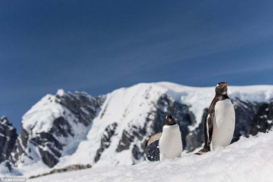 这里除了积雪、冰山,还有一些南极动物,例如:企鹅。
