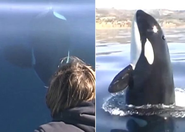 杀人鲸在海底“神出鬼没”,非常贪玩。
