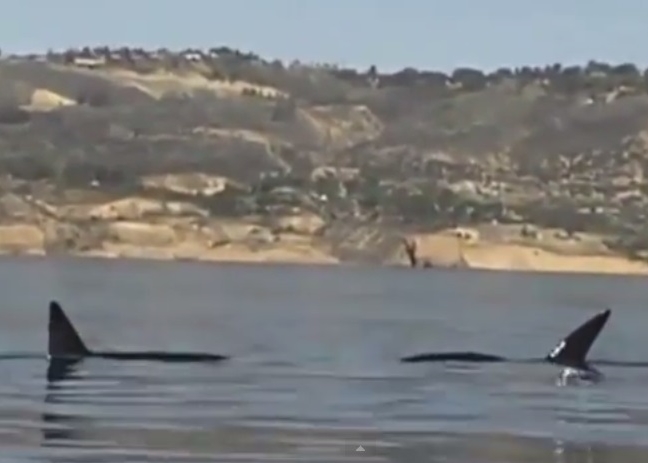 杀人鲸的背鳍露出水面,吓得乘客失声尖叫。