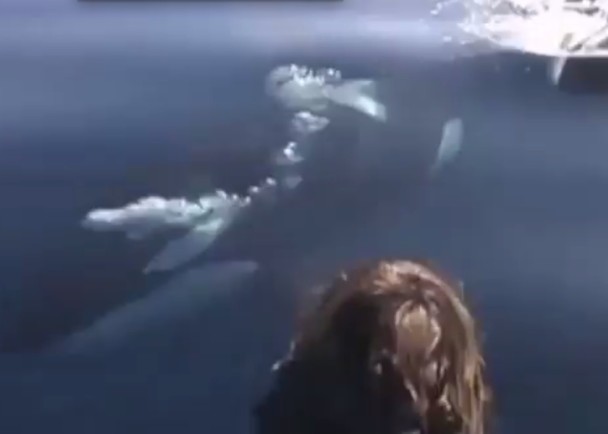 有勇字当头的乘客,把握机会近距离观看杀人鲸。