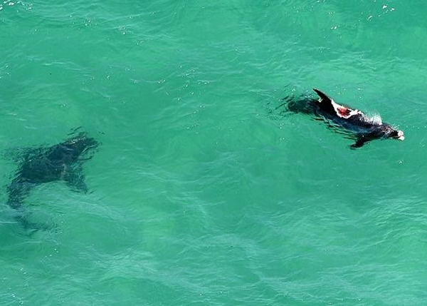 有海豚背部被咬至血肉模糊