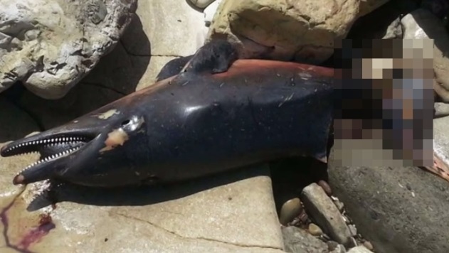 有海豚被咬死,尸体冲上岸边。