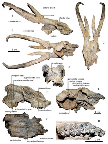 ���ֺ���ʼ����¹��Eostyloceros hezhengensis sp. nov.����ʯ