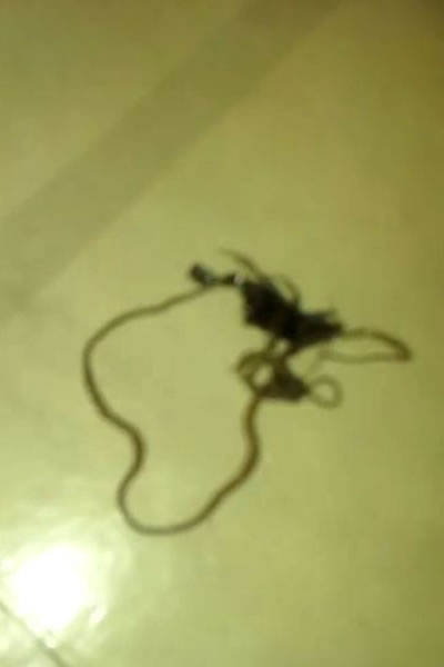 ���ģ���������С��ʬ�徹Ȼ����һ�������Ҳ���Ť�������γ�