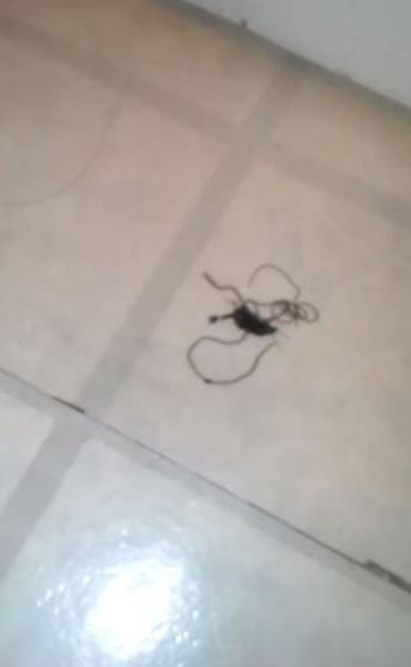 ���ģ���������С��ʬ�徹Ȼ����һ�������Ҳ���Ť�������γ�