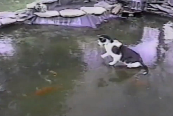 喵星人在结冰的水池上试图抓鱼