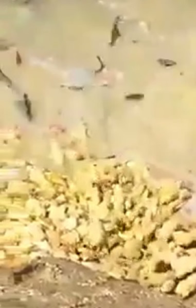 ����ƴ������