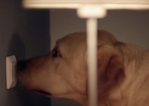 狗狗还懂得开灯,为主人送上光明。