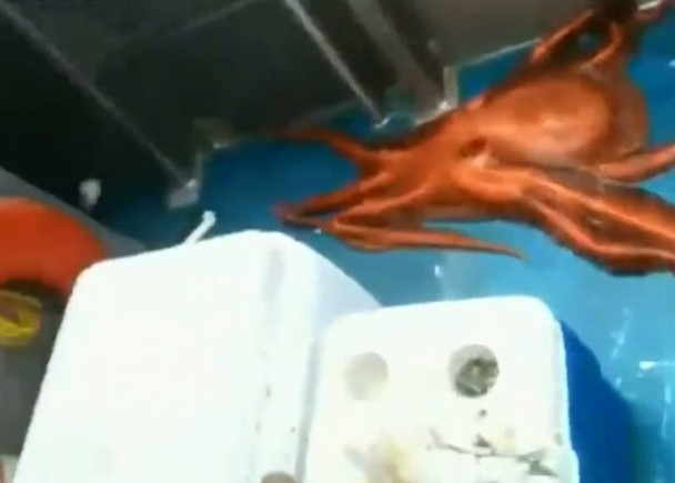 ��צ���ڼװ���Ѱ��������·