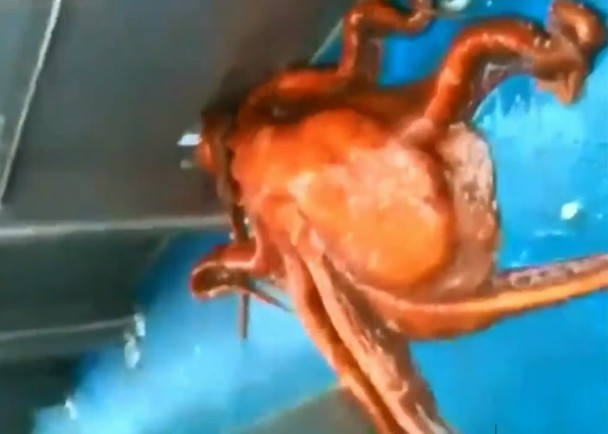 �ҵ�һ��С���󣬰�צ��ƴ�����ȥ��