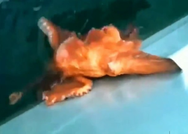 ����һ�ᣬ��צ���ѿ�Ҫ��ȫ�����洬��