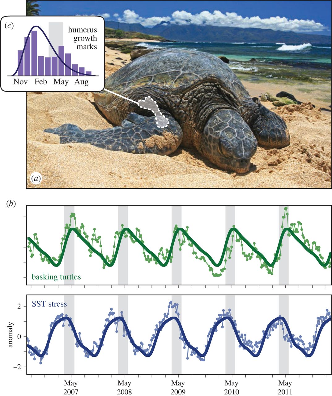 海水变暖让绿海龟不愿在沙滩上漫步