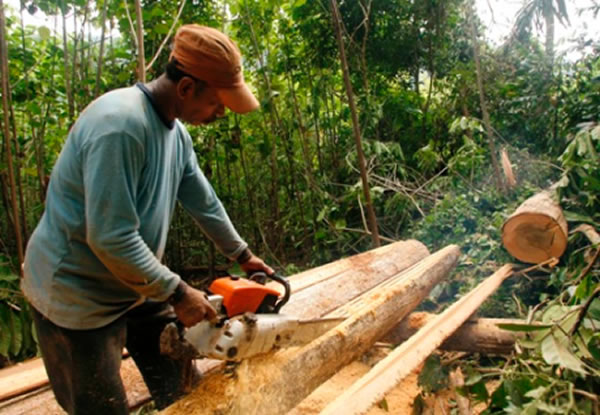 研究发现印度尼西亚近来暂停森林砍伐活动已经减少了温室气体排放