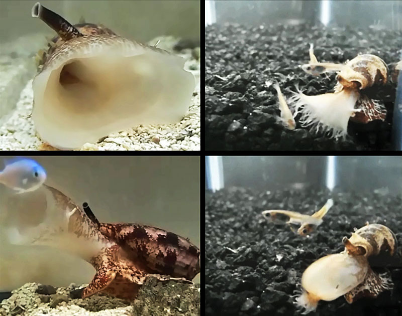 有毒液的芋螺可能使用胰岛素捕获猎物鱼群