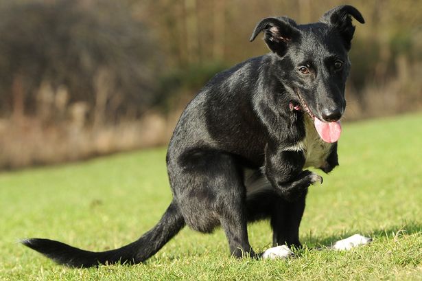 ʧȥǰ֫˹Roo־ǿ С