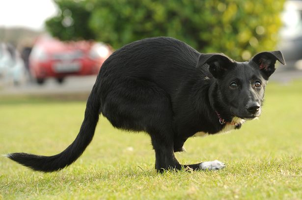 ʧȥǰ֫˹Roo־ǿ С