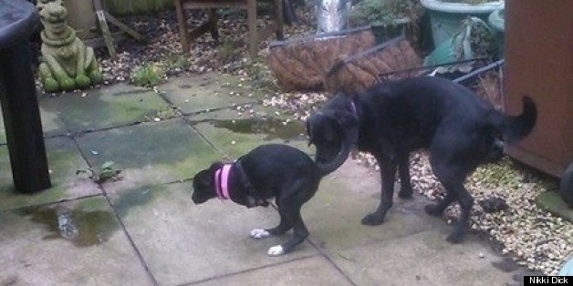 ʧȥǰ֫˹Roo־ǿ С