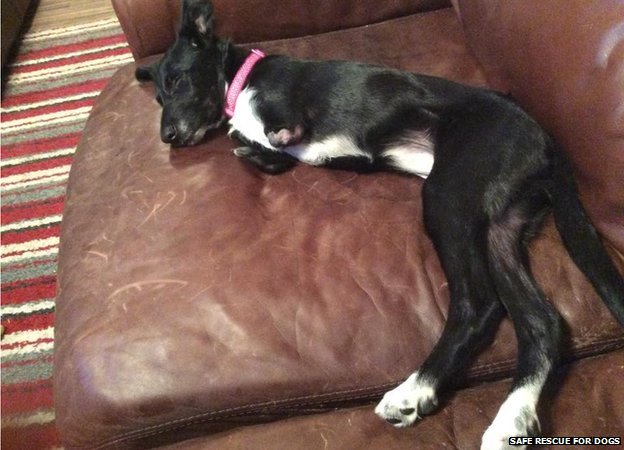 ʧȥǰ֫˹Roo־ǿ С