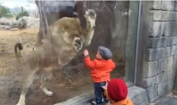 美国艾尔帕索动物园的非洲狮Zari与一名小婴儿隔着玻璃做“互动”