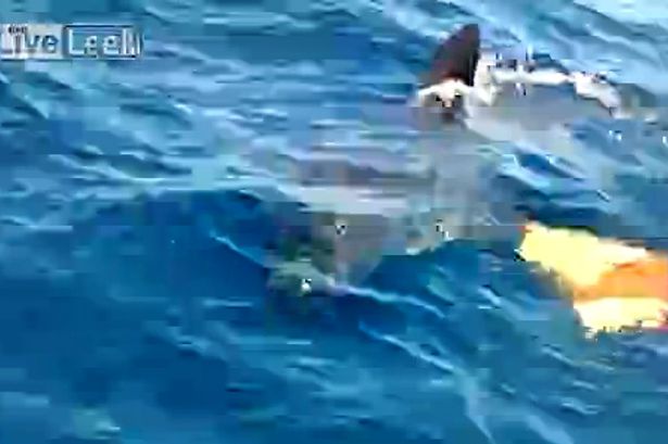 澳洲一条大鲨鱼靠近钓鱼客的小船