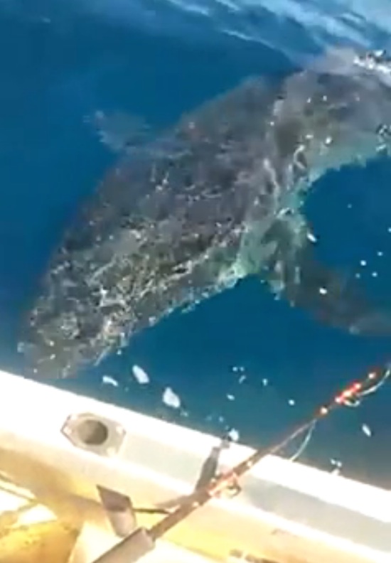 澳洲一条大鲨鱼靠近钓鱼客的小船