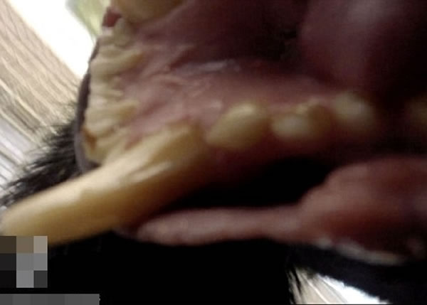 巴伊亚露出口中的尖牙