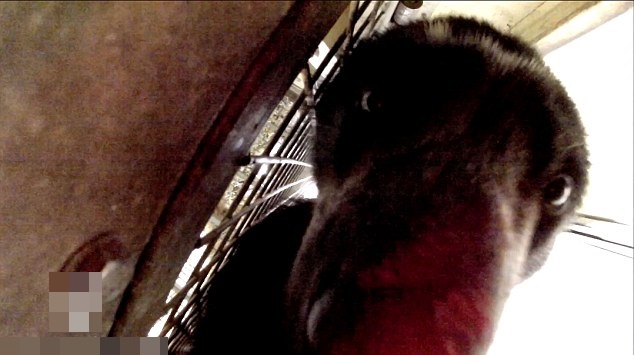 镜头近距离拍下巴伊亚的脸