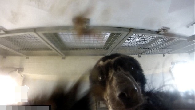 巴伊亚用手不停抓弄镜头