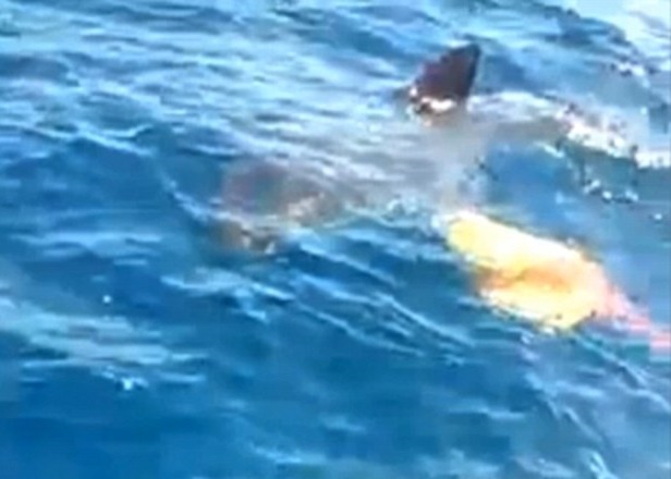 渔民与大白鲨相遇,惊觉它比船还要大。