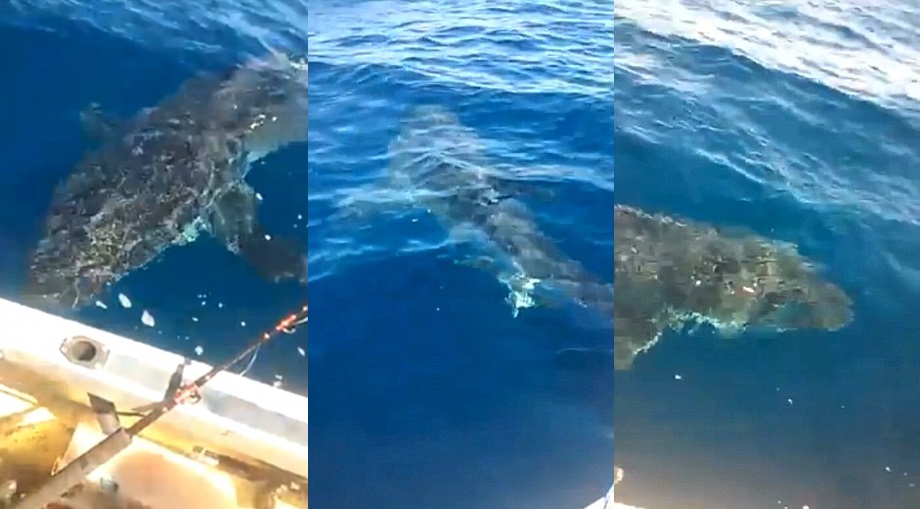 大白鲨不断围着渔船游弋,还不时以背鳍撞向渔船。