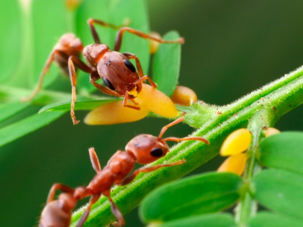 当工蚁同伴在树叶上觅食时,另外一些工蚁会在树下部等待入侵者的袭击。