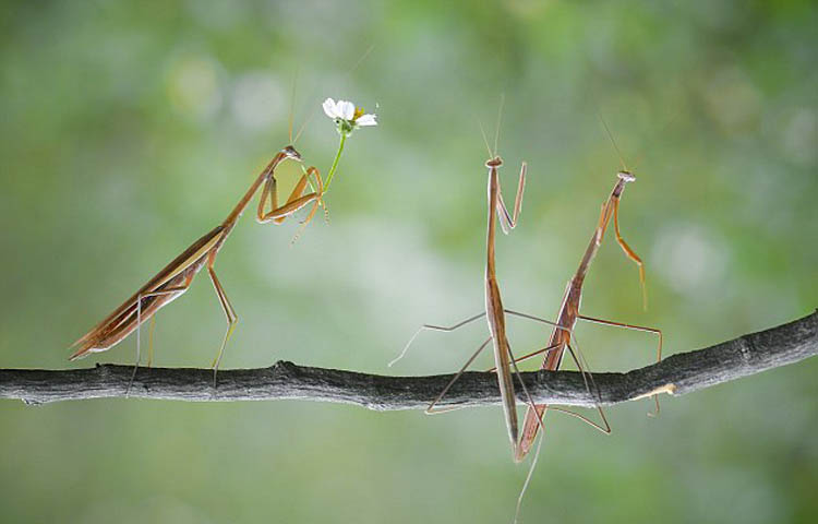 捧花的螳螂依然高高站着,另外两只螳螂似乎在说悄悄话。