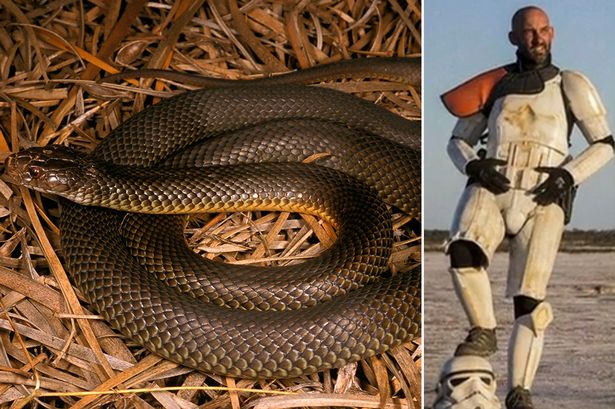 澳大利亚男子穿《星球大战》“帝国风暴兵”的铠甲抵挡了超毒棕伊澳蛇的攻击