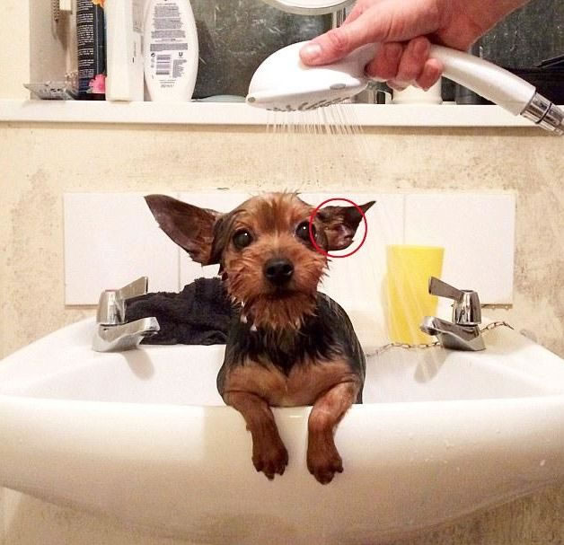 Ӣ������ϴ��ʱ�Ҷ���Ȼ����Ү�յ���