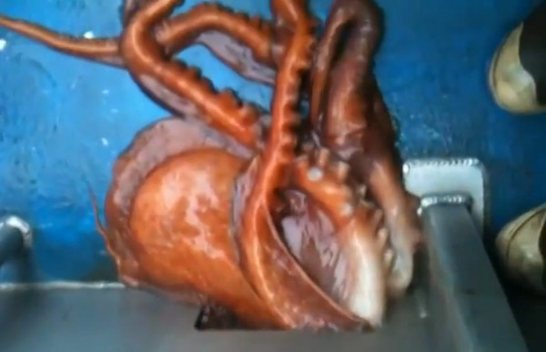 ��̫ƽ��������ݡ����ǹ������洬С������