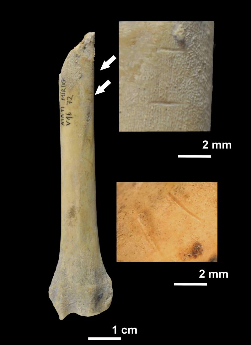 �о���������3000����ǰŷ���˵����Ⱦ�����ɱ�Ĺ���è�����ꡢ⵵ȶ���Ϊʳ