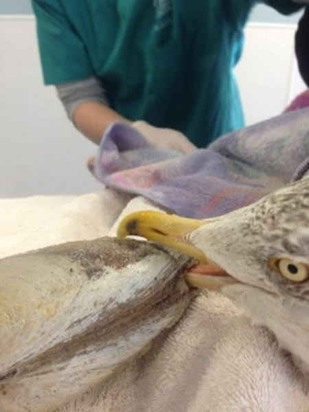 �֣���Ÿ��������๱����ڰ����ж������á�