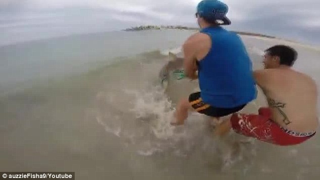 澳洲男子海边垂钓居然钓起一条3公尺长的短尾真鲨