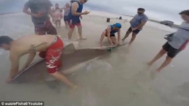 澳洲男子海边垂钓居然钓起一条3公尺长的短尾真鲨