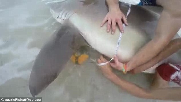 澳洲男子海边垂钓居然钓起一条3公尺长的短尾真鲨