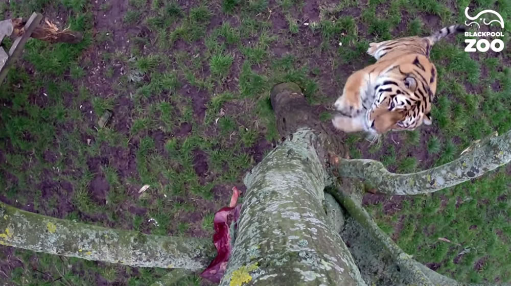 Ӣ�������Ŀ��ĺ�̶����԰ѵ���ϻ���ʳ