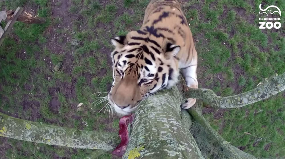 Ӣ�������Ŀ��ĺ�̶����԰ѵ���ϻ���ʳ