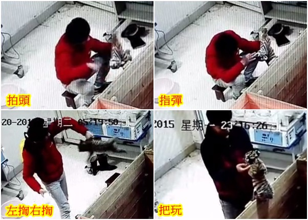 监控视频拍下饲养员在小虎饲养室内虐待幼虎的过程