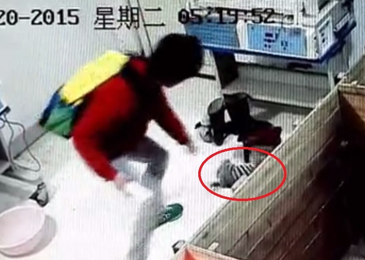 幼虎(红圈示)被左揈右揈期间不慎从空中掉下地面