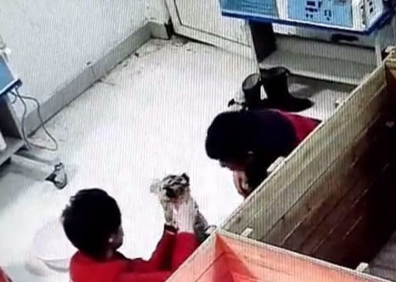 身穿红衣的饲养员(左)擅自带同非工作人员(右)进入小虎饲养室,不断把玩幼虎。
