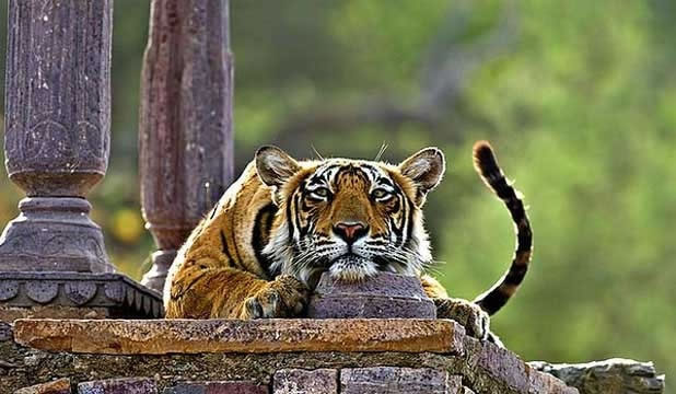 2014���ӡ�ȵ�Ұ���ϻ�����������2226ֻ