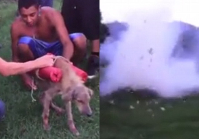 洪都拉斯一群年轻人用巨型炮仗残忍炸死一只狗