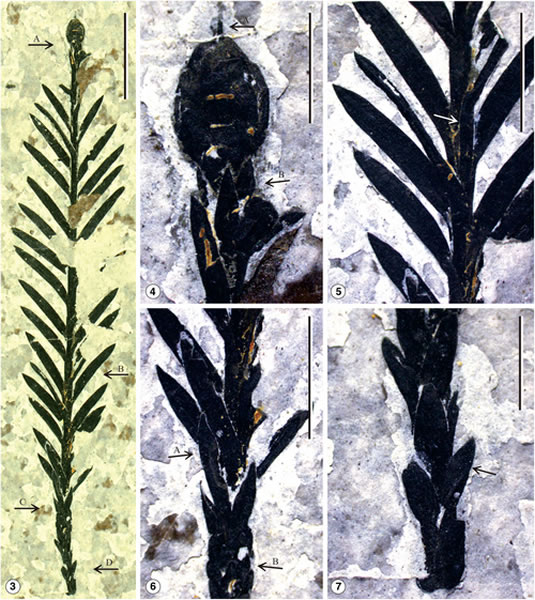 ϷִɼʯȷΪ֡غɼSequoia maguanensis